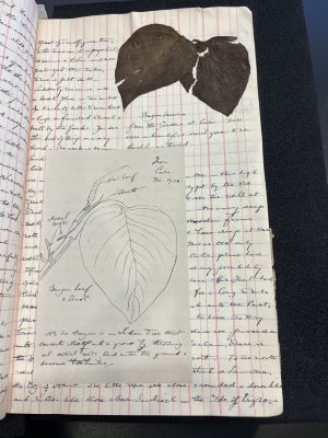 A sketch of a leaf accompanied by the pressed plant