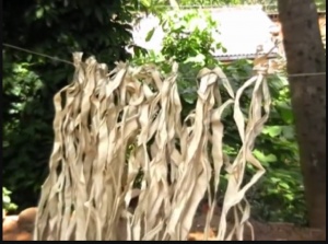 Palm leaves are dried on a line in preparation for creating the manuscript