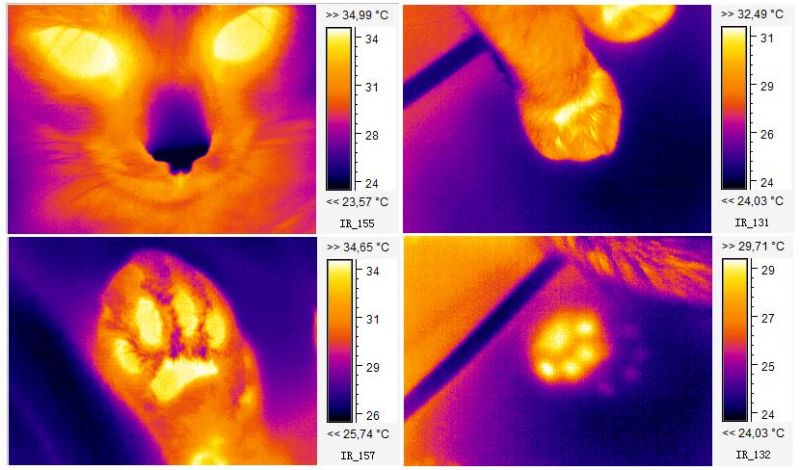 File:Cold nose, warm touch - Thermography of Cat.jpg