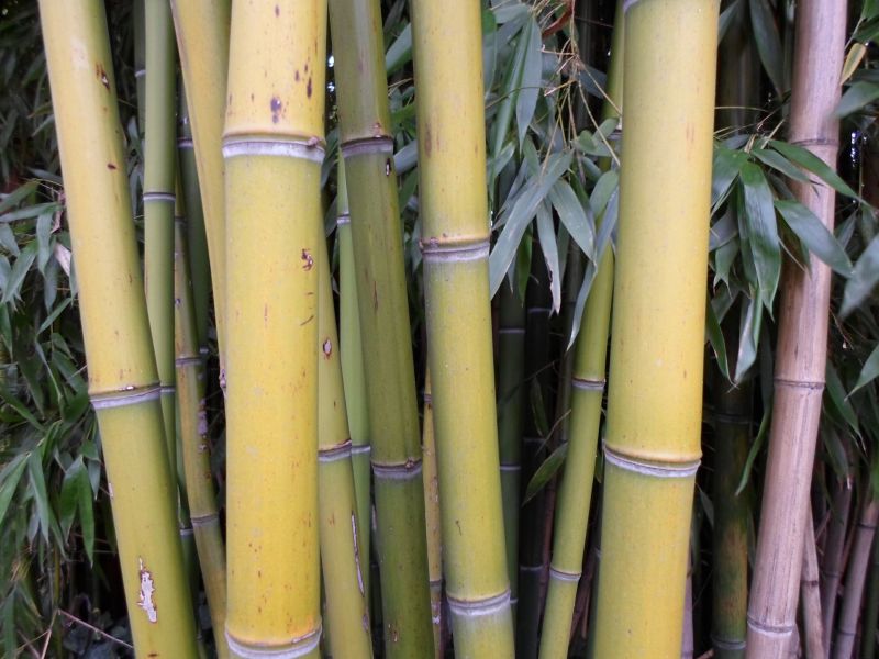 File:Chaume de bambou bamboo stalk VAN DEN HENDE ALAIN CC BY SA 40 02005.jpg