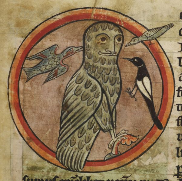 File:Owl mobbed by smaller birds BL Harley MS 4751.jpg