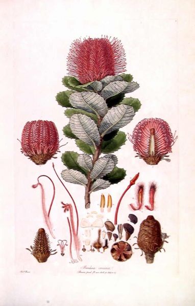 File:Banksia coccinea (Illustrationes Florae Novae Hollandiae plate 3).jpg