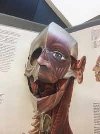 Photo taken in Rare Book & Manuscript Library from Miller's flap anatomy, The Human Body (1983)