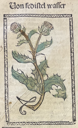 Illustration of Plant