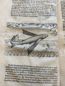 Engraving of a Flying Fish.